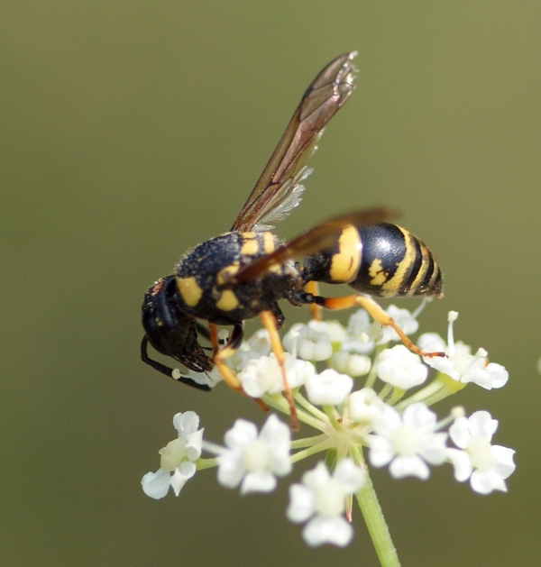 Euodynerus sp., Vespidae Eumeninae